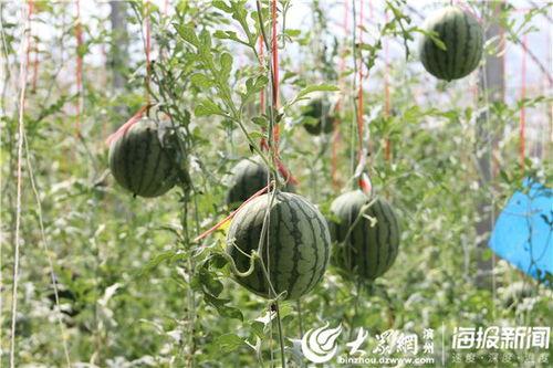 广西巴马吃瓜事件视频完整版,一场引发热议的食品安全风波