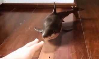 鲨鱼吃瓜的视频大全,海洋奇观视频大全