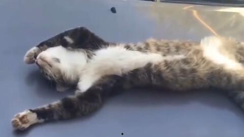 宠物猫吃瓜的视频大全,宠物猫吃瓜视频大盘点