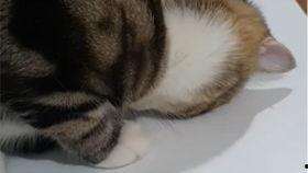 宠物猫吃瓜的视频大全,宠物猫吃瓜视频大盘点