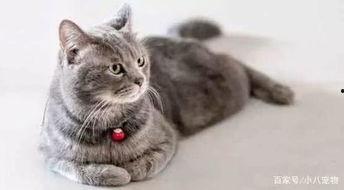 宠物猫吃瓜的视频大全,宠物猫吃瓜视频大盘点