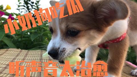 狗吃瓜的方法视频,萌态百出，瓜果飘香