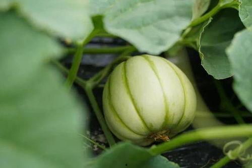 吃瓜技术教学视频,吃瓜技术教学视频深度解析