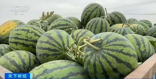 吃瓜技术教学视频,吃瓜技术教学视频深度解析