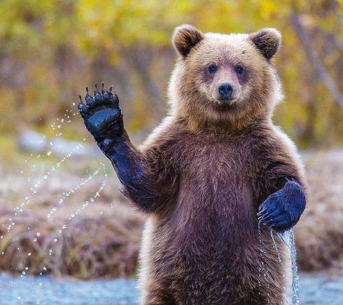 网红熊吃瓜视频原版免费观看,免费原版内容，带你领略趣味瞬间