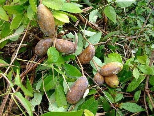 八月瓜怎么挑籽吃的视频,八月瓜籽挑选与食用技巧揭秘