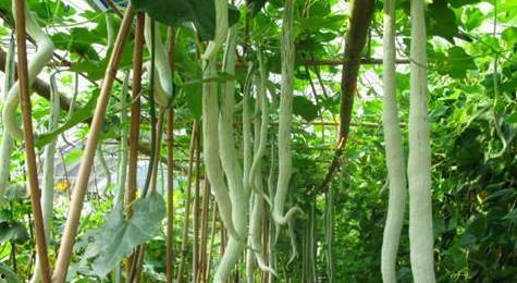 强子吃蛇瓜视频在线观看,在线观看惊险刺激一幕