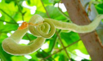 强子吃蛇瓜视频在线观看,在线观看惊险刺激一幕