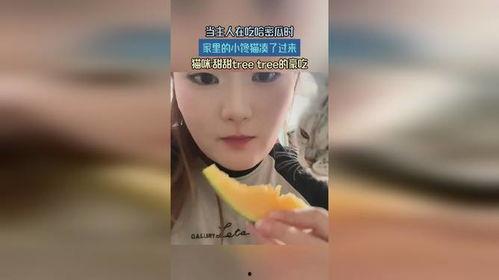 猫吃哈密瓜的视频,萌态十足引网友热议