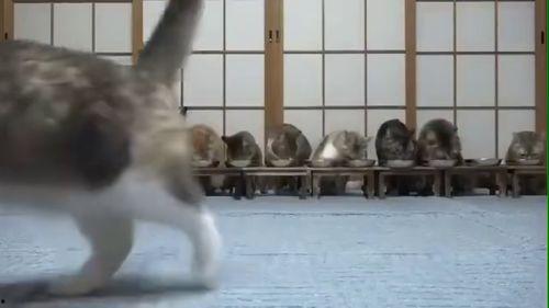 草泥马视频吃瓜在线看,吃瓜在线观看，揭秘热门事件幕后真相