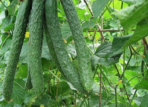 吃梨瓜胀气吗怎么办啊视频,轻松解决不适问题