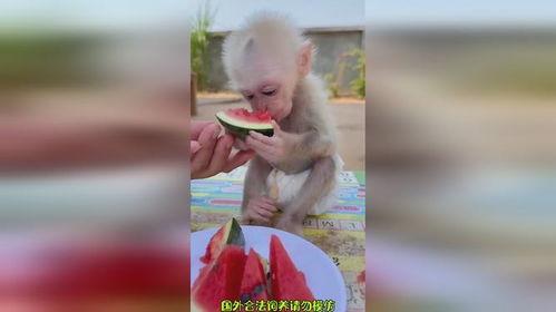 小猴瓜好吃吗怎么吃视频,视频揭秘最佳食用方法