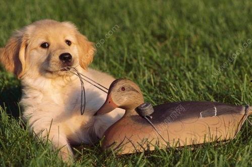 狗吃蓝瓜好吗会死吗视频,揭秘狗狗食用蓝瓜的安全性