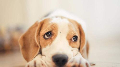 吃瓜捞的大白狗视频,网友直呼可爱爆表！