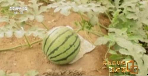 吃两个瓜的视频,揭秘吃两个瓜的趣味瞬间