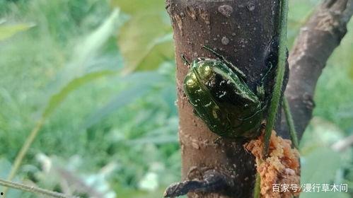 什么瓜菜没有虫吃呢视频,天然防虫之道