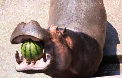 河马吃哈密瓜配音视频,趣味配音视频萌翻网友