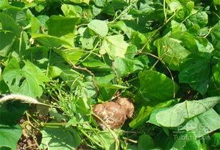 土瓜能不能加热吃呢视频,美味与健康的完美结合