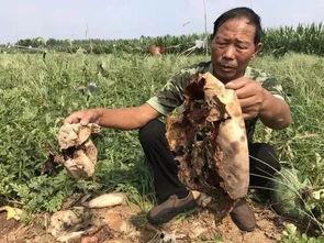 沾化吃瓜事件视频最新,一场引发热议的网络风波