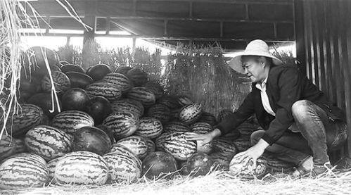 青羊区吃瓜群众事件视频,一场网络视频引发的社区热议