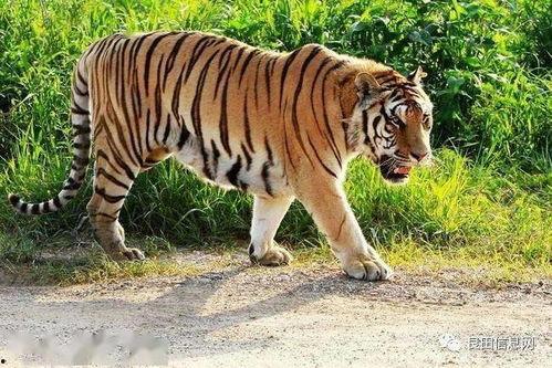 抓地虎吃瓜视频大全下载,趣味横生的搞笑瞬间大集合