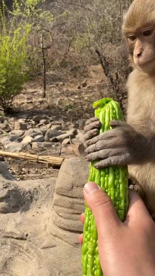 喂猴子吃蜜瓜视频,猴子品尝甜蜜瞬间
