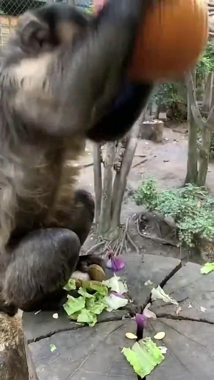 喂猴子吃蜜瓜视频,猴子品尝甜蜜瞬间