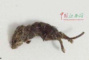 女友吃瓜吃出老鼠视频播放,惊悚吃瓜！女友视频揭露吃瓜老鼠真相