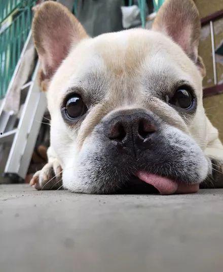 嫩狗头瓜怎么吃最好呢视频,嫩狗头瓜的多样美味食用法揭秘