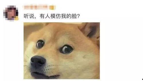 嫩狗头瓜怎么吃最好呢视频,嫩狗头瓜的多样美味食用法揭秘