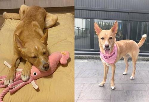 嫩狗头瓜怎么吃最好呢视频,嫩狗头瓜的多样美味食用法揭秘