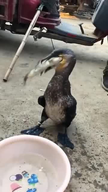 砍瓜能拌着鸟吃吗视频