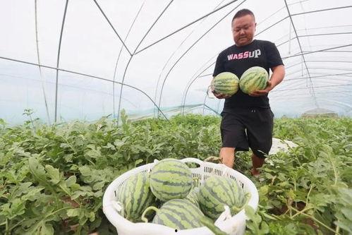 瓜田里吃瓜视频,揭秘“吃瓜群众”的欢乐时光