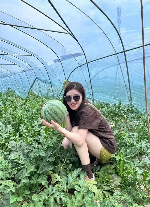 瓜田里吃瓜视频,揭秘“吃瓜群众”的欢乐时光