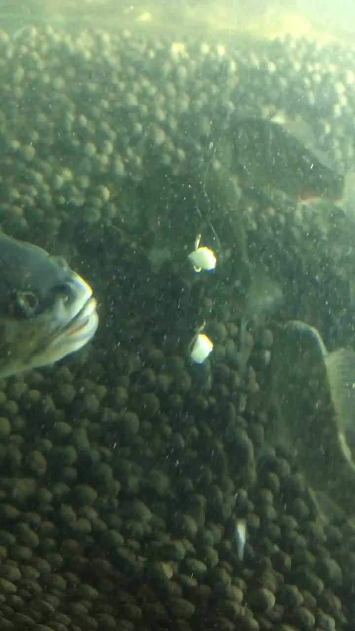 面瓜鱼水下吃饵视频,揭秘神秘水下猎手捕食瞬间