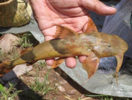 面瓜鱼水下吃饵视频,揭秘神秘水下猎手捕食瞬间