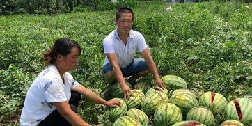 山东邳州吃瓜事件视频,一场网络热议背后的真相揭秘