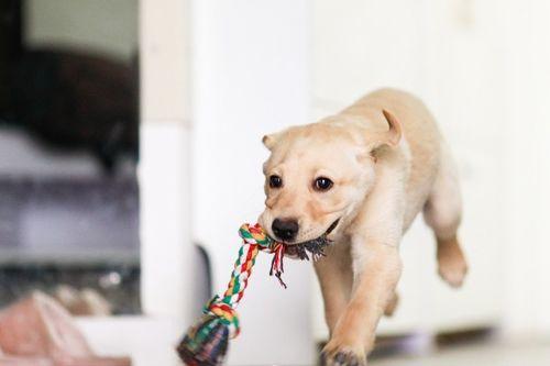 狗狗吃瓜素材视频下载,狗狗吃瓜视频萌态十足，萌宠美食瞬间走红网络