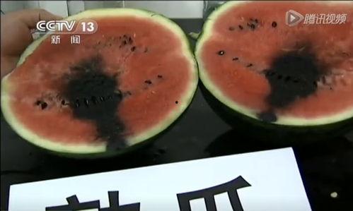 沈阳吃瓜视频,揭秘城市生活百态的趣味窗口