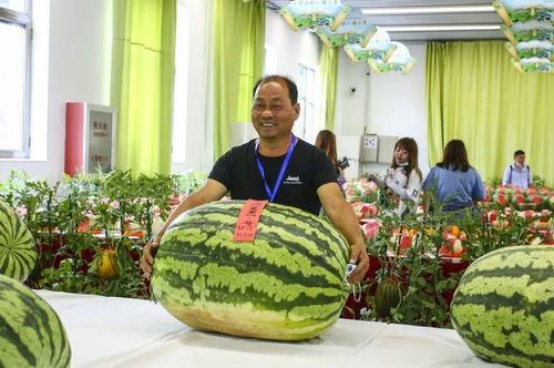 惠民吃瓜比赛报道视频大全,惠民吃瓜大赛精彩瞬间大盘点