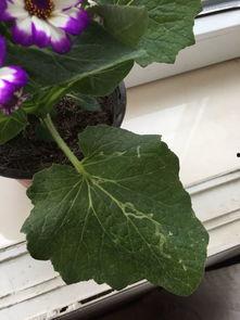 吃瓜叶菊的虫子图片视频,图片视频解析