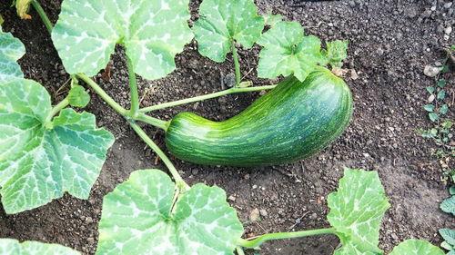 鸡长期吃瓠瓜好吗视频讲解,长期喂食瓠瓜对鸡的健康影响解析