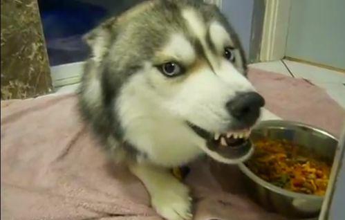 哈士奇闷烧吃瓜视频,萌态十足引网友热议